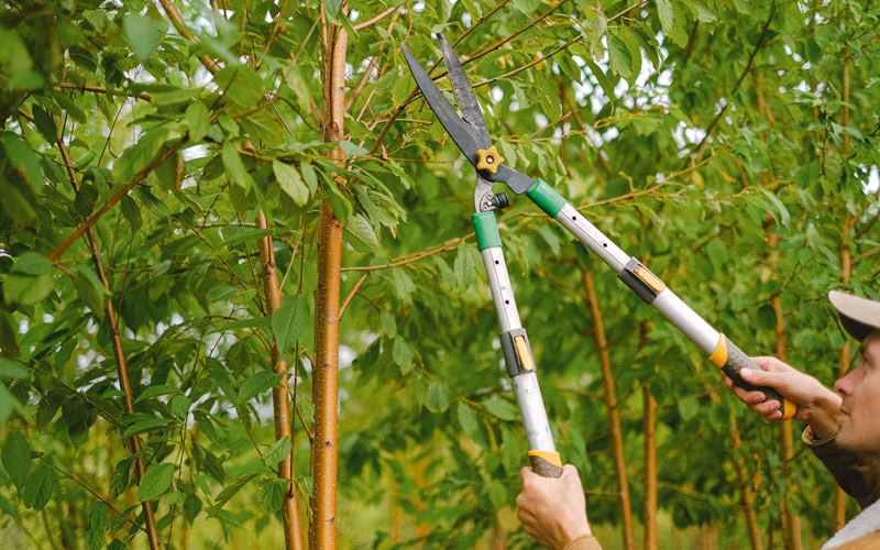 Tree trimming in Cross Plains, IN